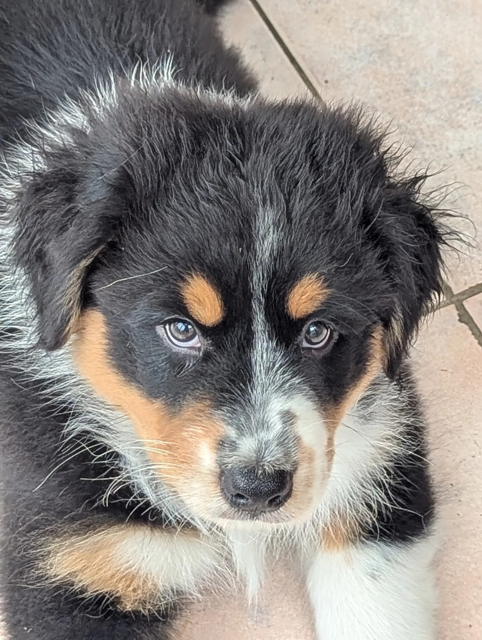 Zira
